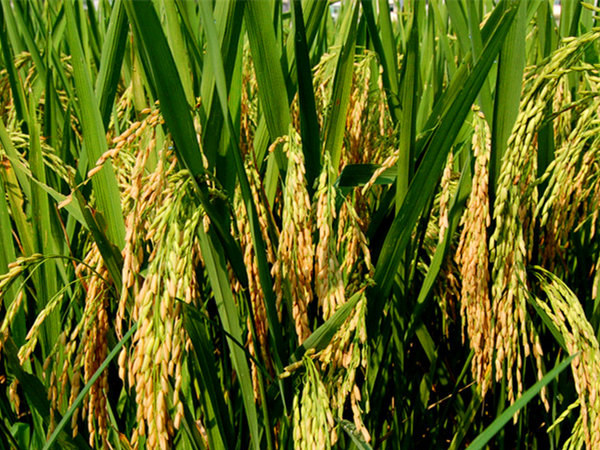 水稻增产增收