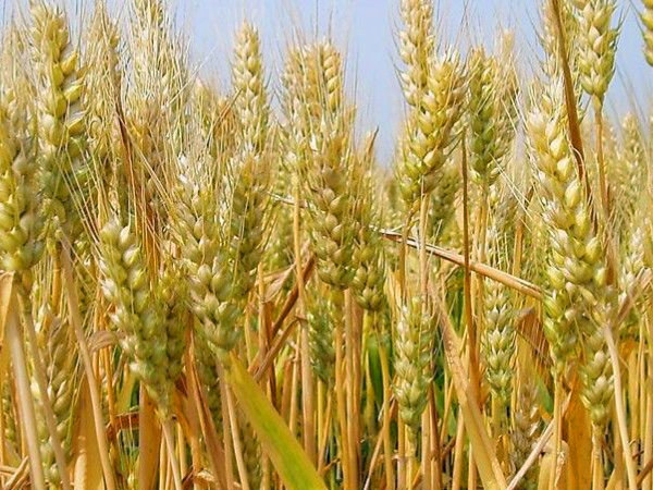 小麦增产增收